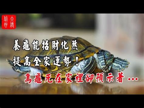 養烏龜方位